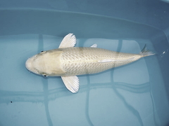 Killikus&reg; Fotographie